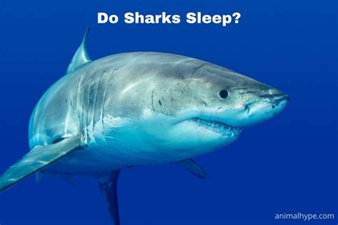 sharking sleep|The secrets of shark sleep .